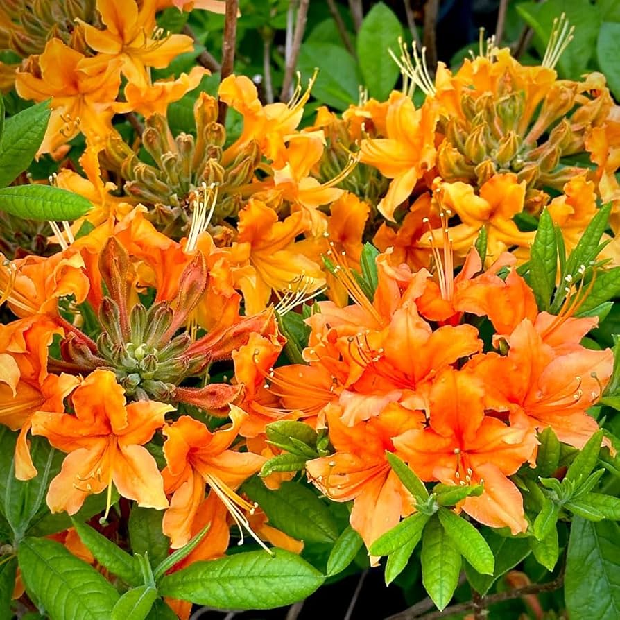 Orange Azalea Flower seeds for Planting Cut Flower Favorite Heirloom & GMO Free Seeds for Home Garden