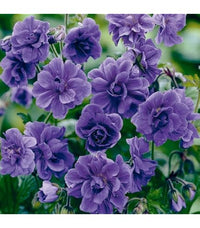 Blue Univalve Geranium Flower Seeds for Planting Premium Quality Heirloom & GMO Free Seeds for Home Garden
 
 Sale
