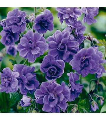 Blue Univalve Geranium Flower Seeds for Planting Premium Quality Heirloom & GMO Free Seeds for Home Garden
 
 Sale