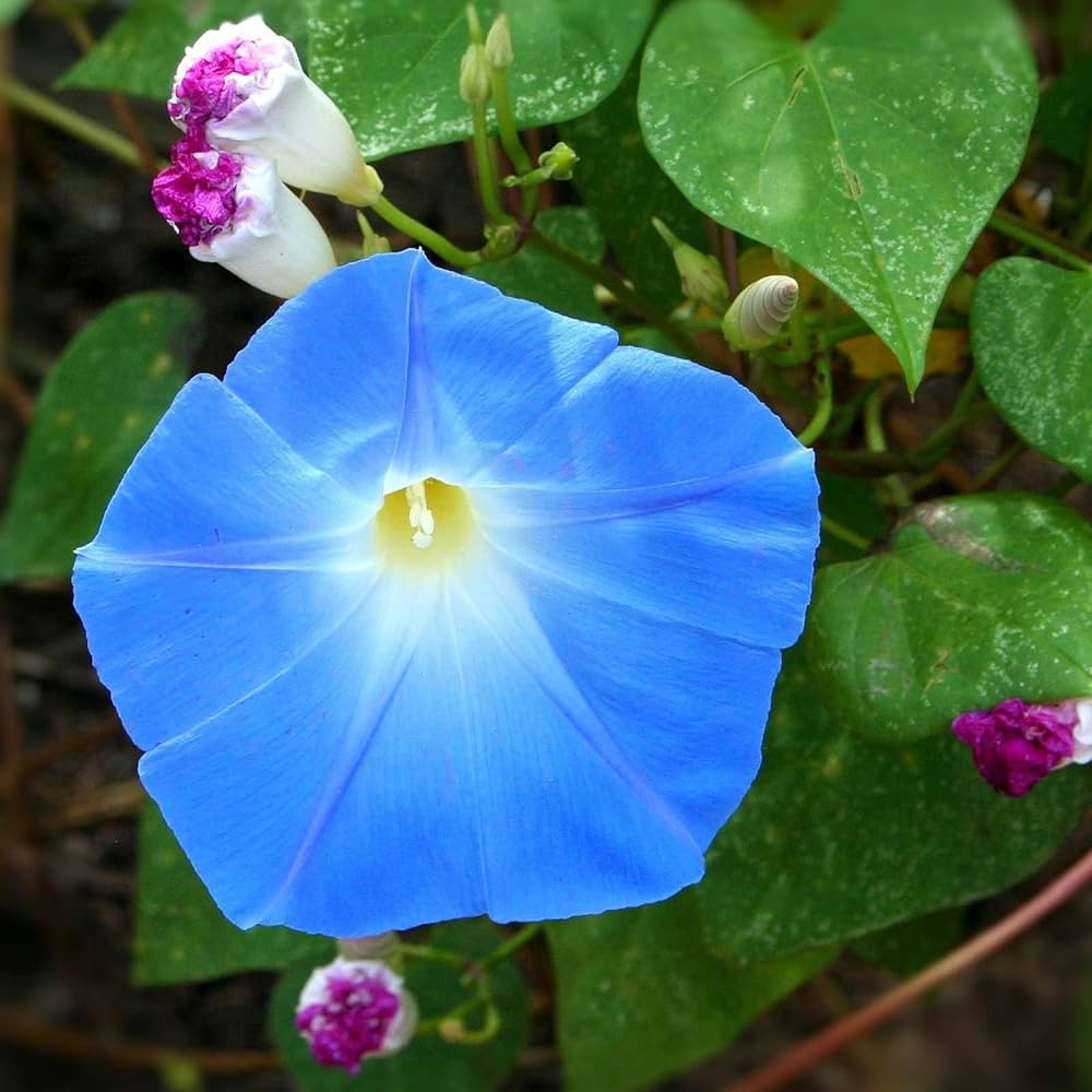 Blue Climbing Vine Seeds - Mandevilla Sanderi for Planting