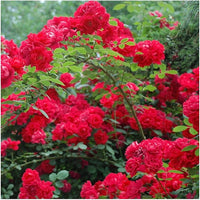 Climbing Polyantha Rose Rosa seeds for DIY home garden trellis