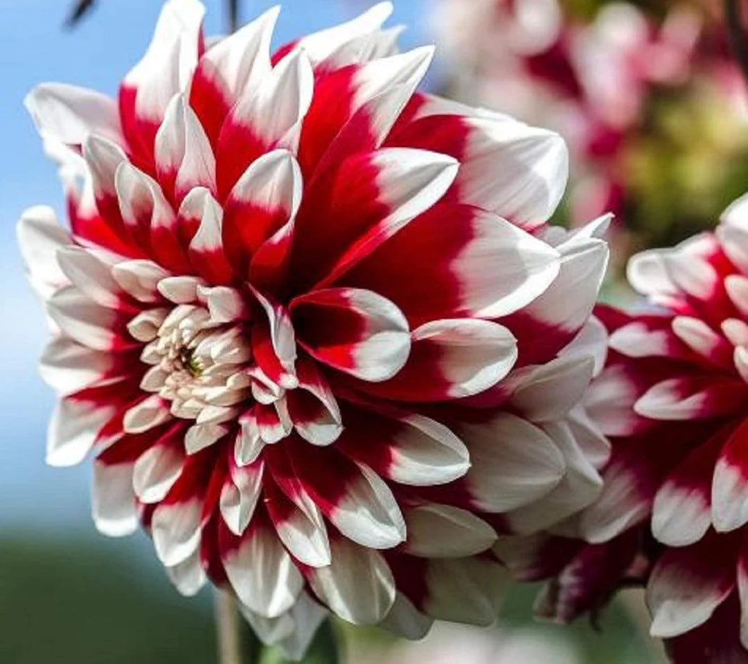 Deep Red White Chrysanthemum Flower seeds for Planting - Compact Growth, Heirloom & GMO Free Seeds for Home Garden