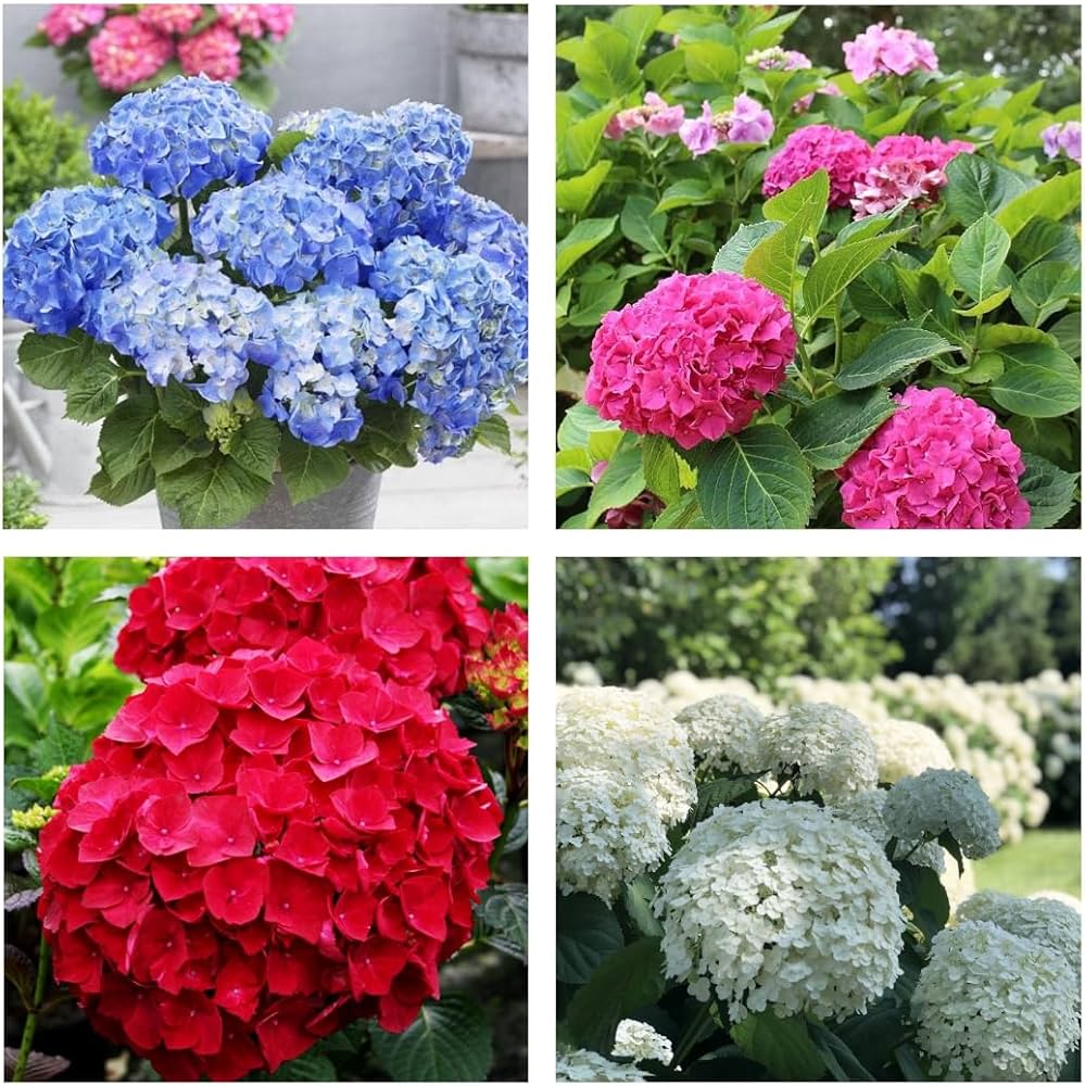 Green & Red Hydrangea Flower seeds for Planting - Easy to Grow, Heirloom & GMO Free Seeds for Home Garden