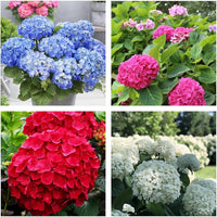 Green & Red Hydrangea Flower seeds for Planting - Easy to Grow, Heirloom & GMO Free Seeds for Home Garden
