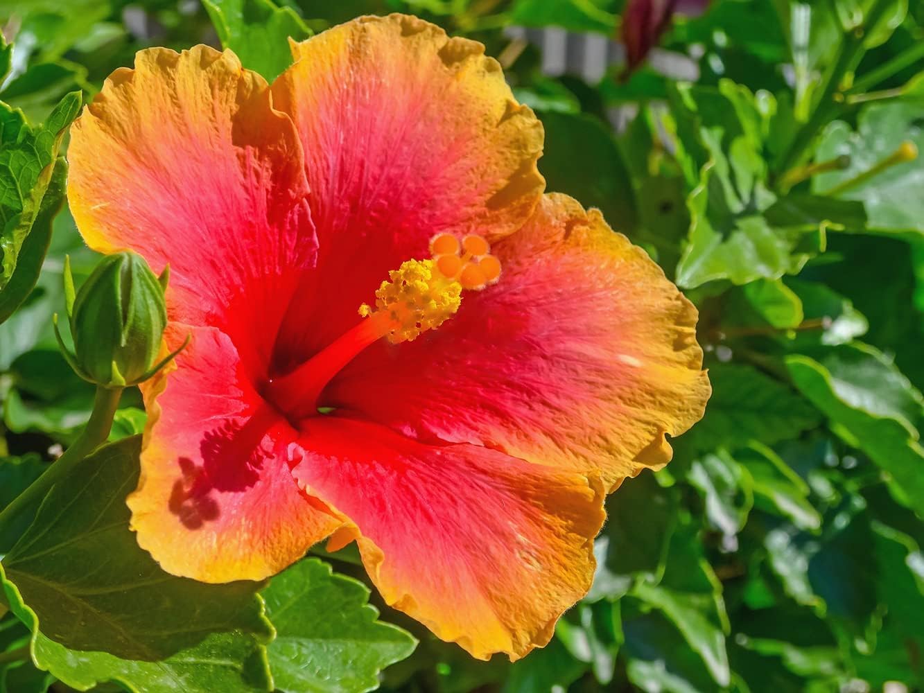 Hibiscus Flower seeds for Planting Drought Tolerant Heirloom & GMO Free Seeds for Home Garden 
 
 Sale