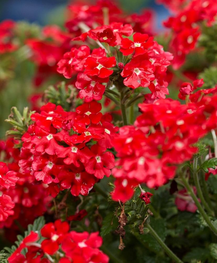 Verbena Hybrida Seeds for Beautiful Perennial Flower Blooms
