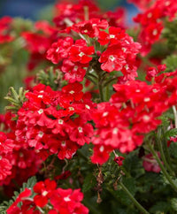 Verbena Hybrida Seeds for Beautiful Perennial Flower Blooms