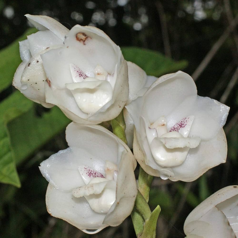 Peristeria Flower seeds for Planting - Low Maintenance, Heirloom & GMO Free Seeds for Home Garden