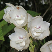 Peristeria Flower seeds for Planting - Low Maintenance, Heirloom & GMO Free Seeds for Home Garden