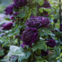 Thick Purple Flower seeds for Planting - Fragrant Blossoms, Heirloom & GMO Free Seeds for Home Garden