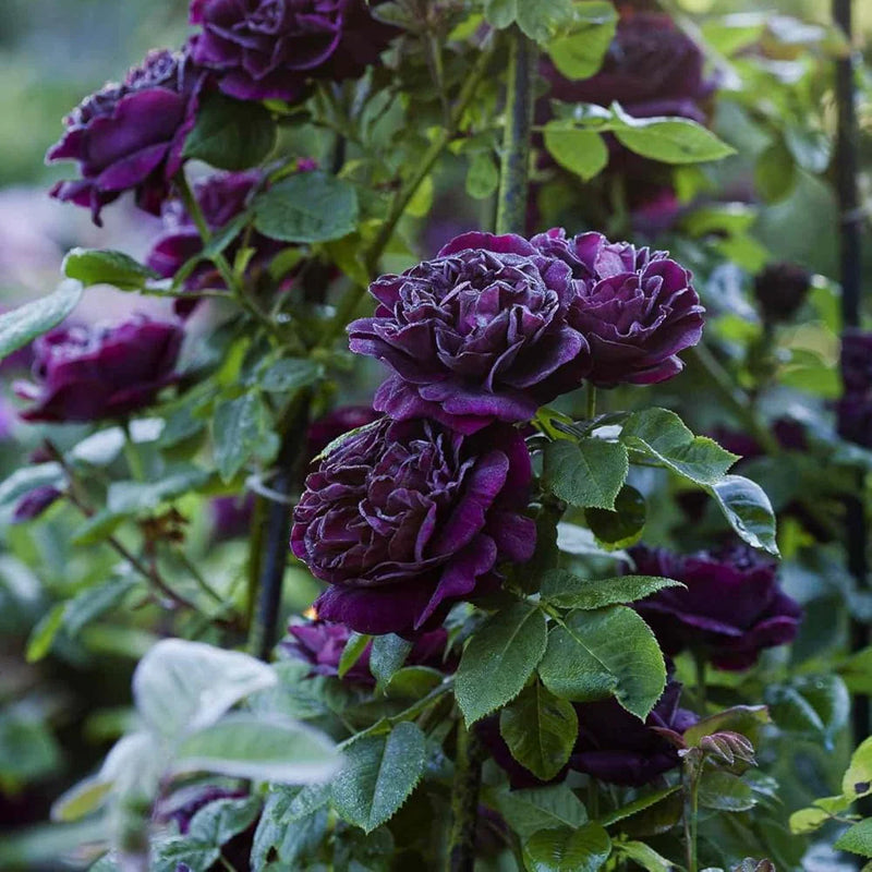 Thick Purple Flower seeds for Planting - Fragrant Blossoms, Heirloom & GMO Free Seeds for Home Garden