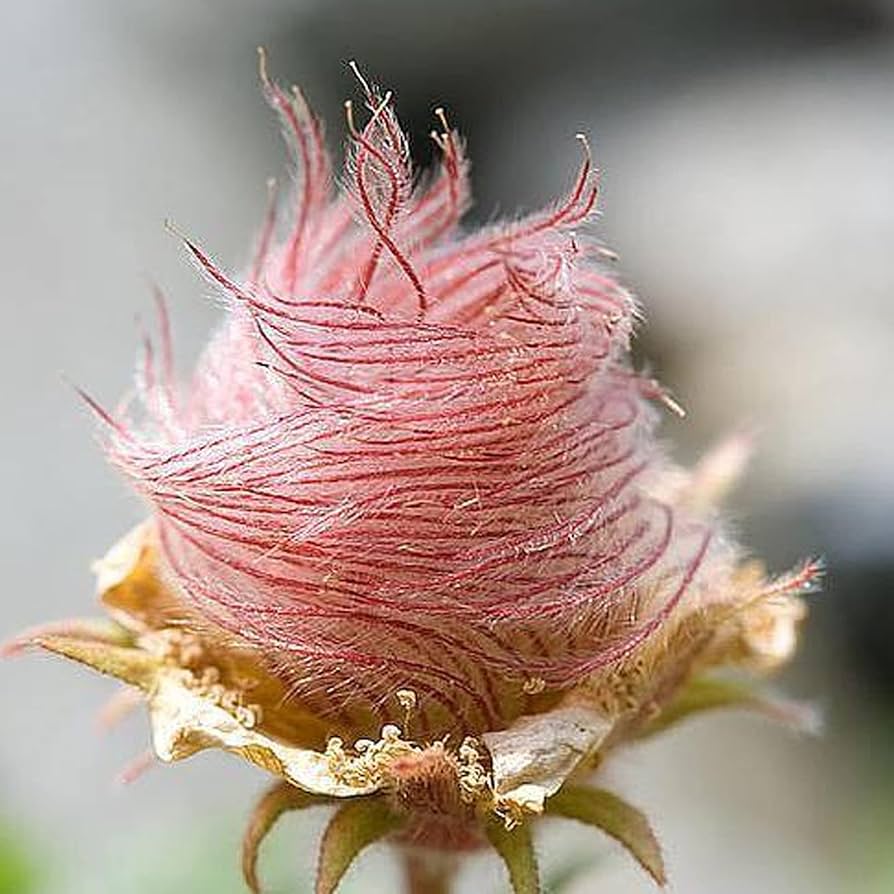 Triflorum Flower seeds for Planting - Long Bloom Season, Heirloom & GMO Free Seeds for Home Garden
 
 Sale seeds for planting in home garden
