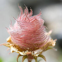 Triflorum Flower seeds for Planting - Long Bloom Season, Heirloom & GMO Free Seeds for Home Garden
 
 Sale seeds for planting in home garden