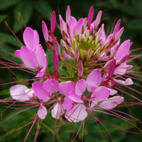 Cleome Cleome hassleriana Flower Seeds for Planting in Garden and Flower Bed