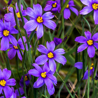 Sisyrinchium Flower seeds for Planting Low Maintenance Heirloom & GMO Free Seeds for Home Garden 
 
 Sale