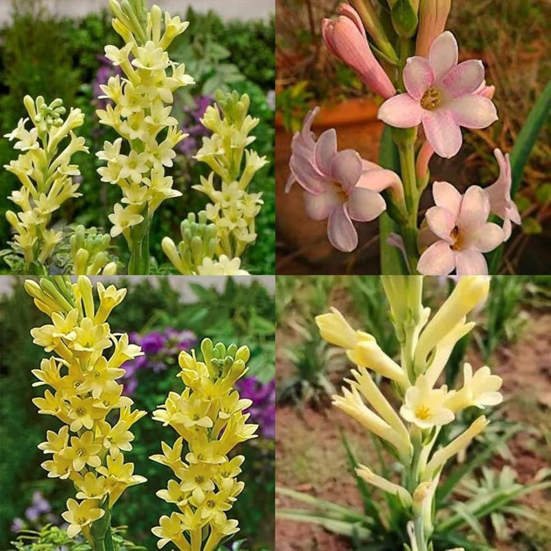 Light Yellow Ascocentrum Flower seeds for Planting - Hardy Variety, Heirloom & GMO Free Seeds for Home Garden