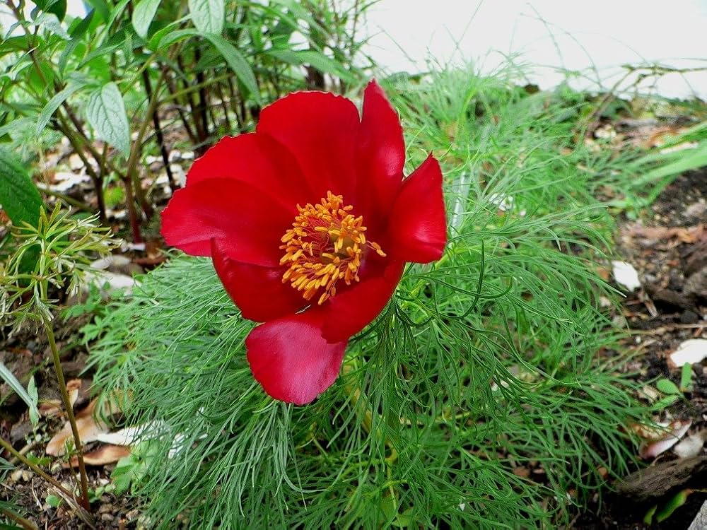 Paeonia Flower seeds for Planting - Easy to Grow, Heirloom & GMO Free Seeds for Home Garden
