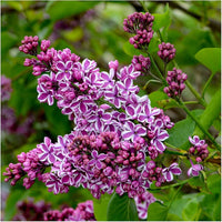 Syringa Villivosa Lilac Syringa spp Flower Seeds for Planting in Garden