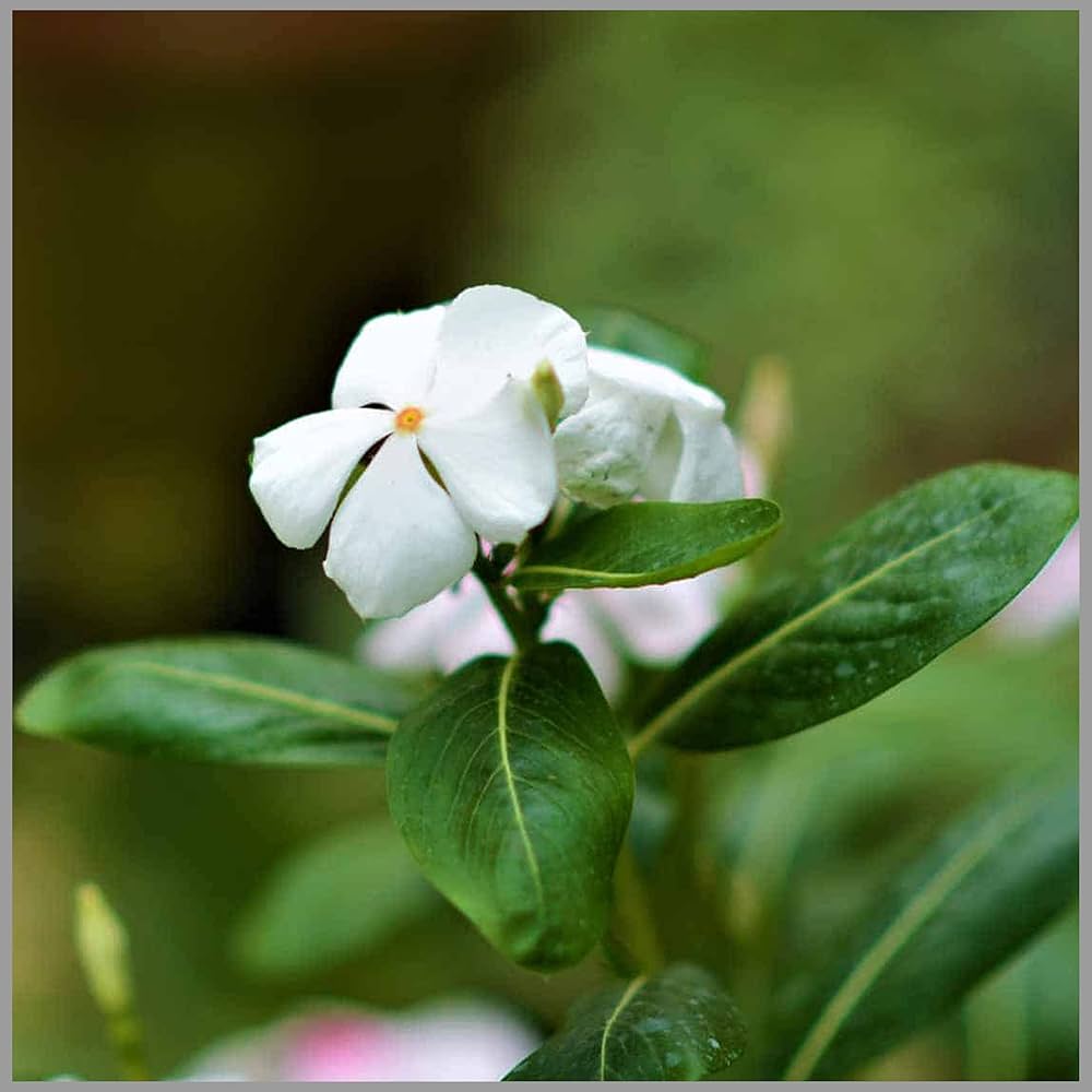 White Periwinkle Flower seeds for Planting - Perfect for Borders, Heirloom & GMO Free Seeds for Home Garden