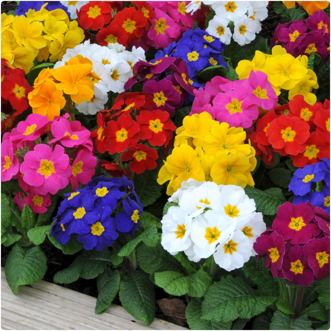 Primula Flower seeds for Planting Garden Favorite Heirloom & GMO Free Seeds for Home Garden 
 
 Sale