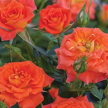 Orange Snow Rose Flower Seeds for Planting Colorful Display Heirloom & GMO Free Seeds for Home Garden
 
 Sale