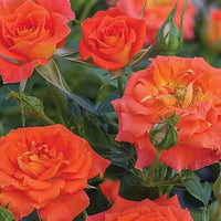 Orange Snow Rose Flower Seeds for Planting Colorful Display Heirloom & GMO Free Seeds for Home Garden
 
 Sale