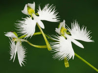Egret Dove Orchid Flower seeds for Planting - Sun Loving, Heirloom & GMO Free Seeds for Home Garden