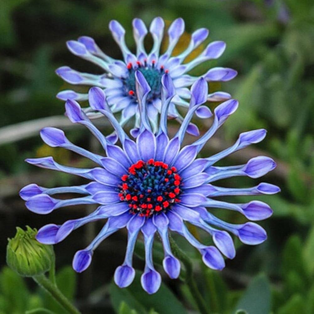 Blue Daisy Seeds for Planting flower bed home garden