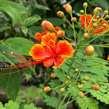 Red Caesalpinia or Peacock Flower seeds for Planting - Shade Tolerant, Heirloom & GMO Free Seeds for Home Garden
 
 Sale seeds for planting in home garden