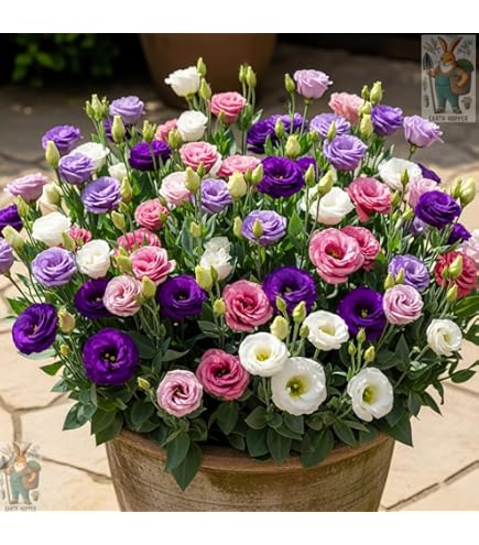Eustoma Mix Flower Planting Seeds - Vibrant Blooms for Your Garden
