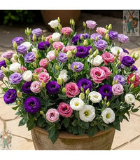 Eustoma Mix Flower Planting Seeds - Vibrant Blooms for Your Garden