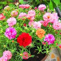 Mixed Color Moss Rose Flower seeds for Planting - Fragrant Blossoms, Heirloom & GMO Free Seeds for Home Garden