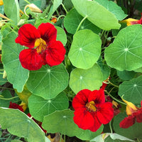 Scarlet Red Nasturtium Re-seeding Annual Flower Seeds for Bright Red Blooms in Your Garden