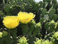 Heirloom Yellow Opuntia Flower seeds for Planting Pollinator Friendly Heirloom & GMO Free Seeds for Home Garden