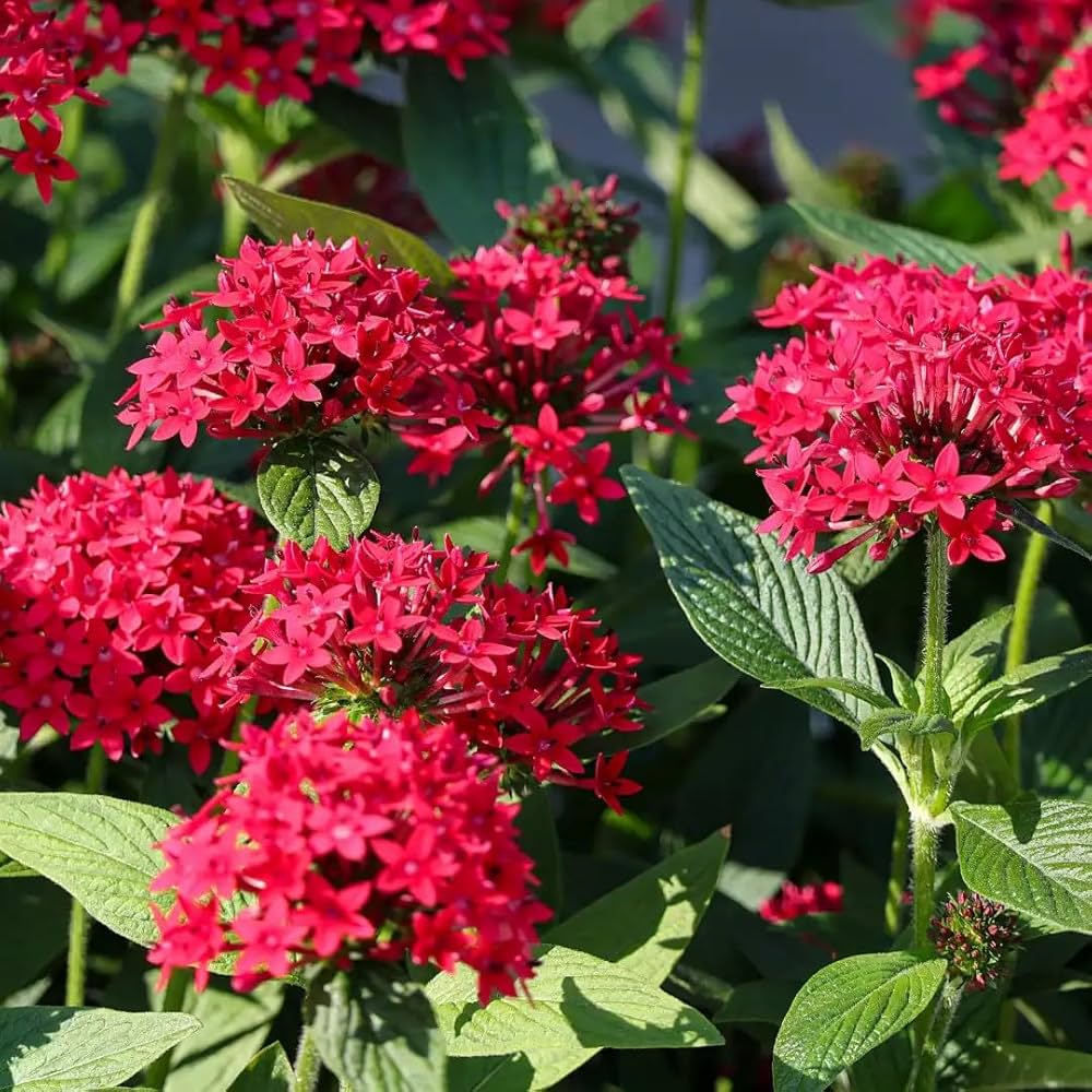 Red Pentas Flower seeds for Planting - Perfect for Borders, Heirloom & GMO Free Seeds for Home Garden
