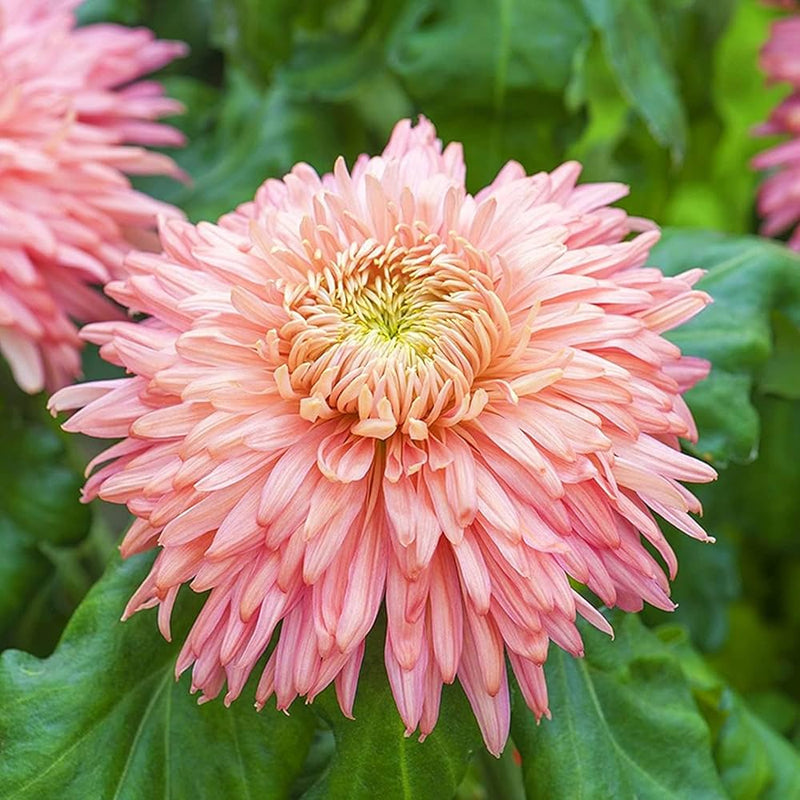 Rare Pink Chrysanthemum Bonsai Seeds for Planting
