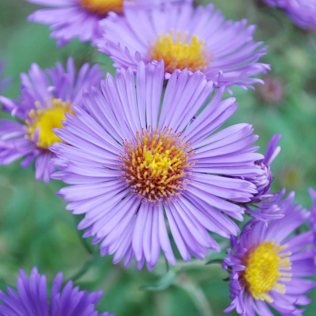 Aster Novi-Belgii Flower Seeds - Perfect for New York Planting