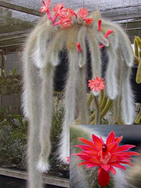 Fresh Monkey Tail Flower seeds for Planting - Vibrant Colors, Heirloom & GMO Free Seeds for Home Garden