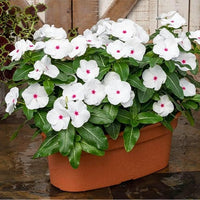 White Cora Cascade Flower seeds for Planting - Premium Quality, Heirloom & GMO Free Seeds for Home Garden