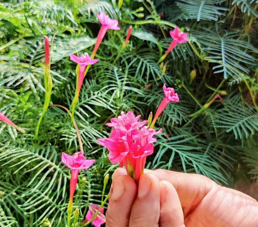 Pink Vinca Art Cypress Seeds or Creeper Flower seeds for Planting - Premium Quality, Heirloom & GMO Free Seeds for Home Garden