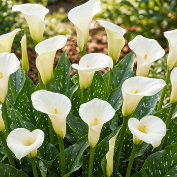 White Calla Lily Seeds for Planting