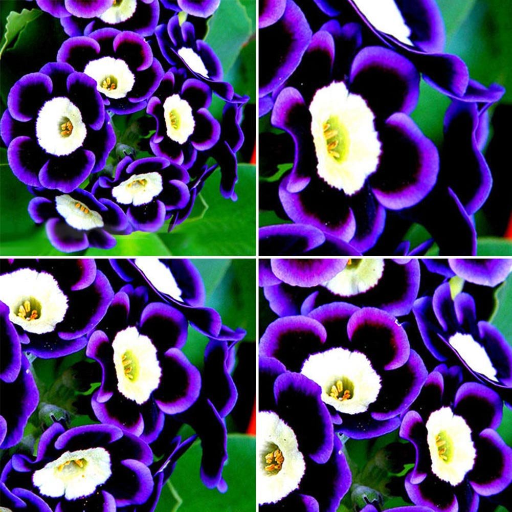 Blue Black Phantom Flower Seeds for Planting