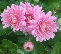 Baby Pink Chrysanthemum Flower seeds for Planting - Pollinator Friendly, Heirloom & GMO Free Seeds for Home Garden