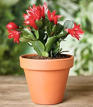 Red Schlumbergera Flower seeds for Planting Hardy Variety Heirloom & GMO Free Seeds for Home Garden