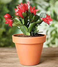 Red Schlumbergera Flower seeds for Planting Hardy Variety Heirloom & GMO Free Seeds for Home Garden