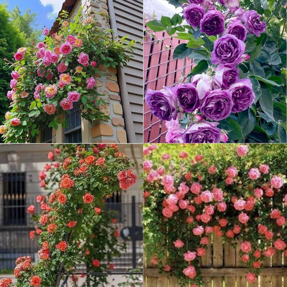 Climbing Flower seeds for Planting - Drought Tolerant, Heirloom & GMO Free Seeds for Home Garden