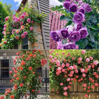 Climbing Flower seeds for Planting - Drought Tolerant, Heirloom & GMO Free Seeds for Home Garden