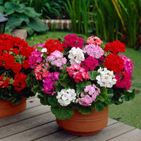 Geranium Mix Pelargonium Flower Seeds for Planting | Vibrant Annual Flower Seeds for Your Garden