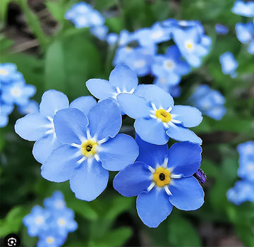 Myosotis Flower seeds for Planting - Long Bloom Season, Heirloom & GMO Free Seeds for Home Garden
