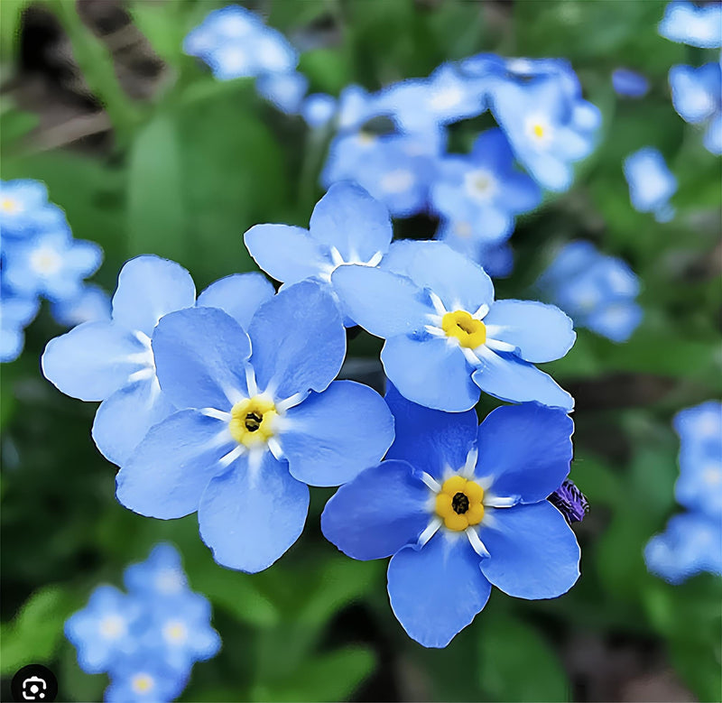 Myosotis Flower seeds for Planting - Long Bloom Season, Heirloom & GMO Free Seeds for Home Garden